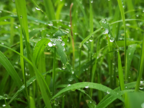 芜湖中江公园的早晨