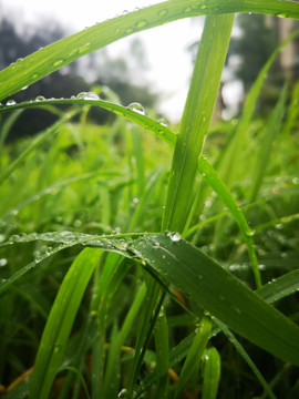 芜湖中江公园的早晨