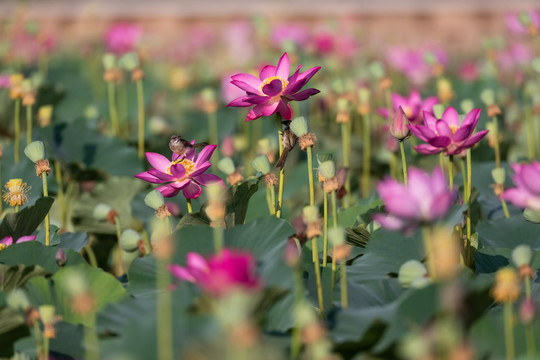 荷花与鸟