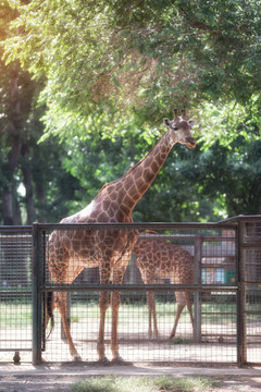 北京动物园的长颈鹿