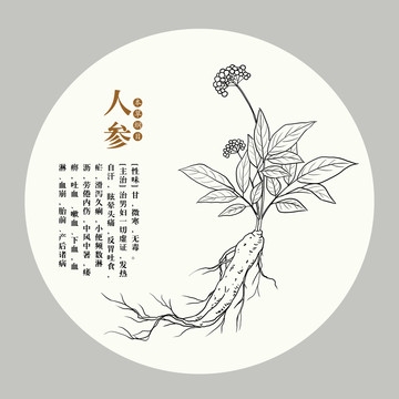 手繪人參