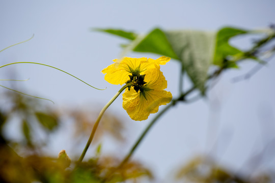 丝瓜花