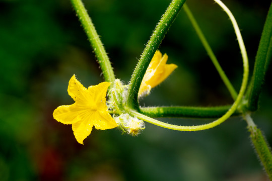 黄瓜花