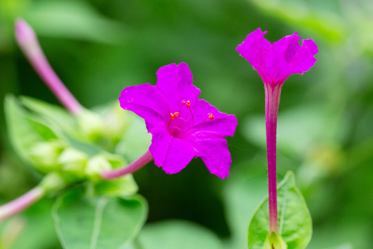 紫茉莉