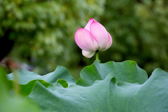 荷花