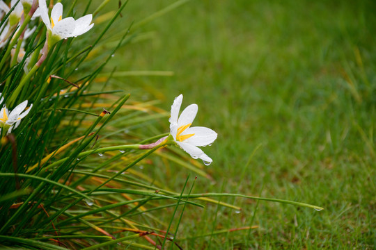 水仙花