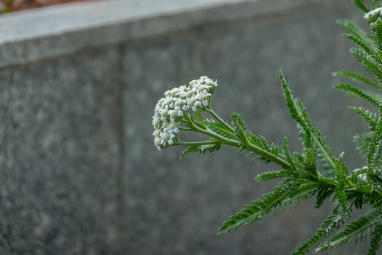 白色的星星花植物