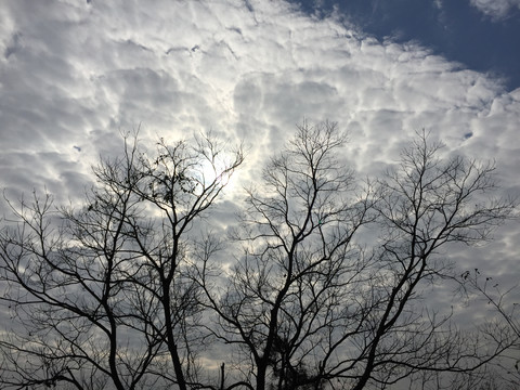 树木和云层