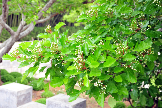 山楂树开花