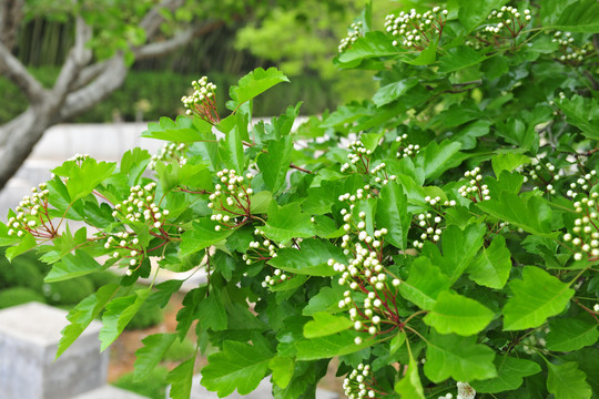 山楂花
