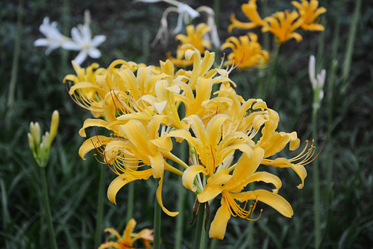 黄色石蒜花