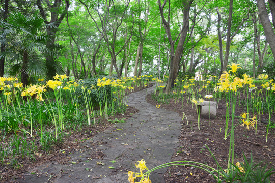 林间花路