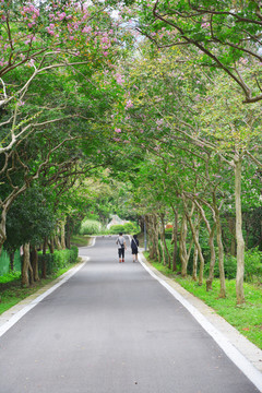 林荫小道