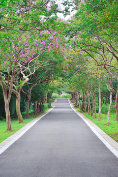 林荫花路