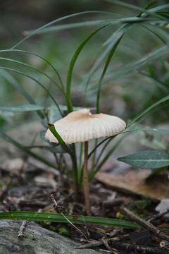 雨后菌菇