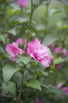 木槿花