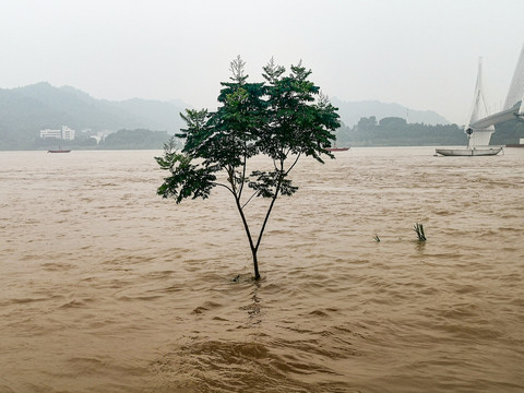 长江中的一颗树