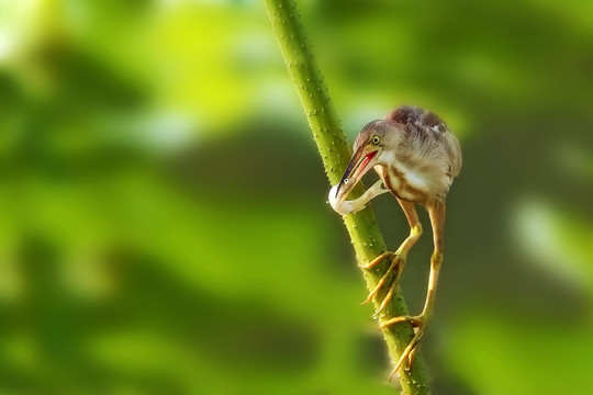 黄苇鳽叼鱼