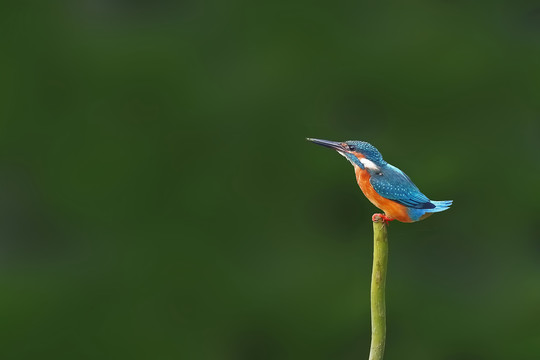 小翠立枝头