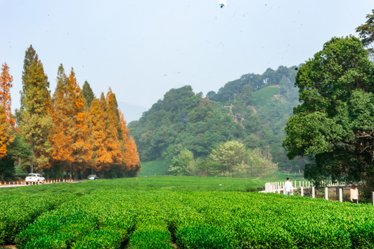 茶园风光