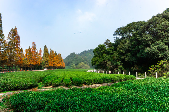 有机茶园