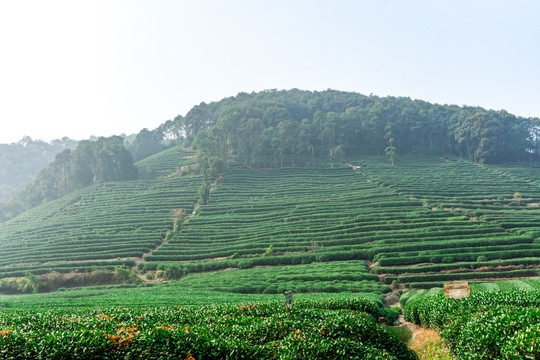 高山茶园