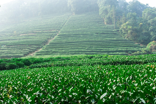 茶叶培育