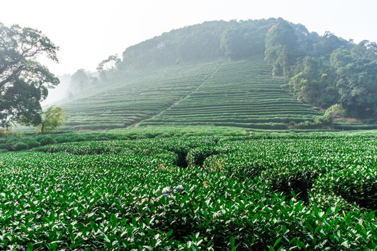 茶园梯田