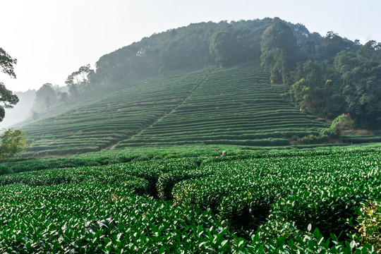 茶园梯田