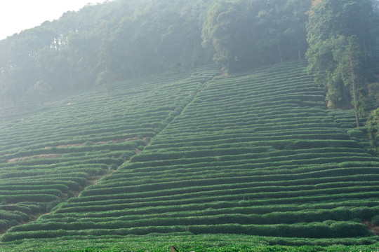 云雾茶山