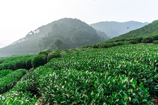 高山茶园