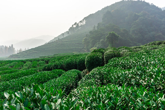 高山茶园