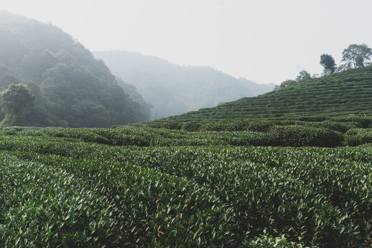 云雾茶山