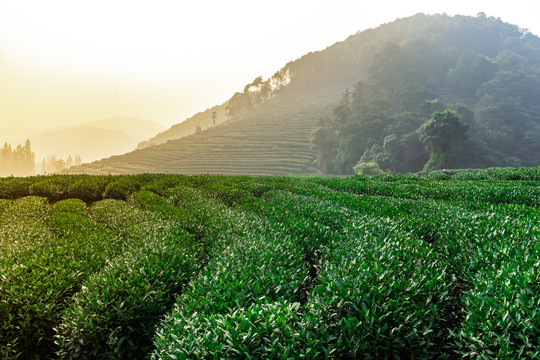 云雾茶山