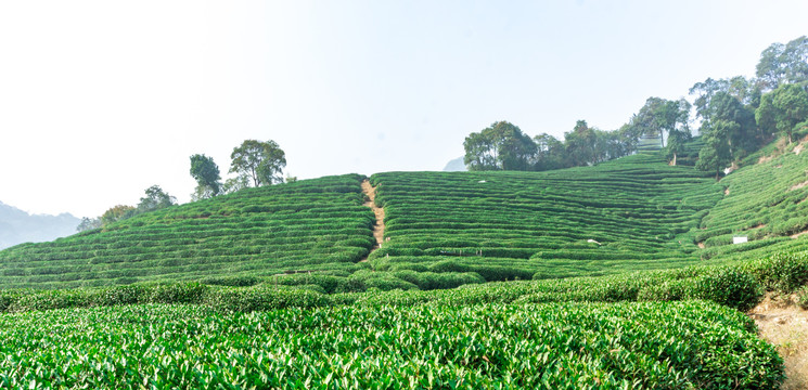 茶叶种植业