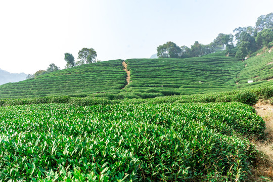 茶山茶园