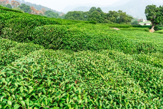 绿茶种植业