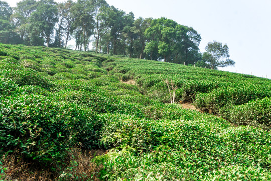 高山茶