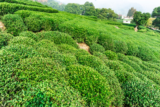 茶园风景