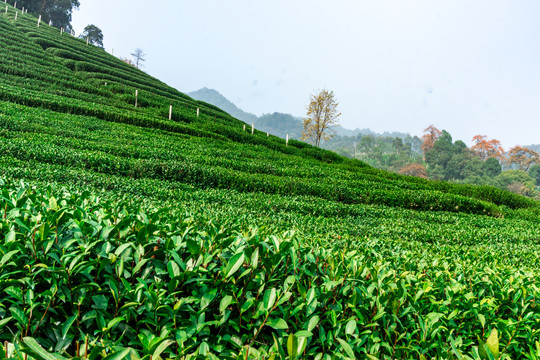 茶园茶山