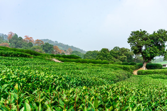 茶叶基地