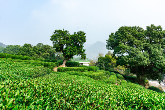 有机茶园