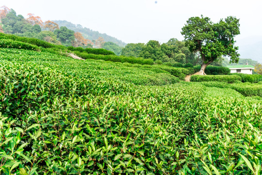 茶山风光