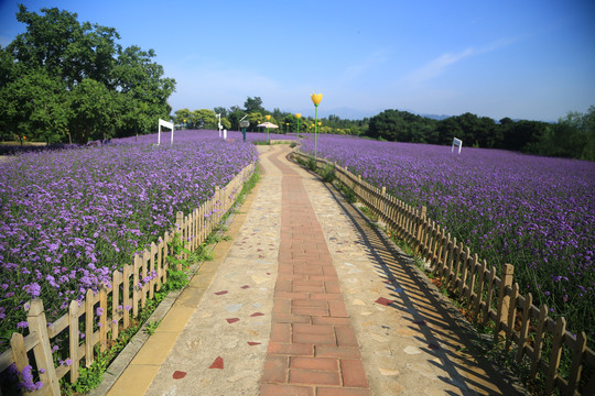 薰衣草