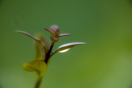 嫩枝芽