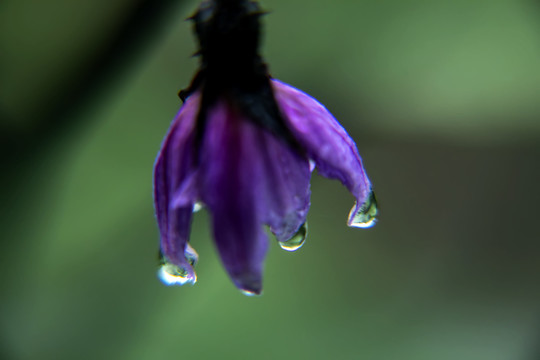 茄子花