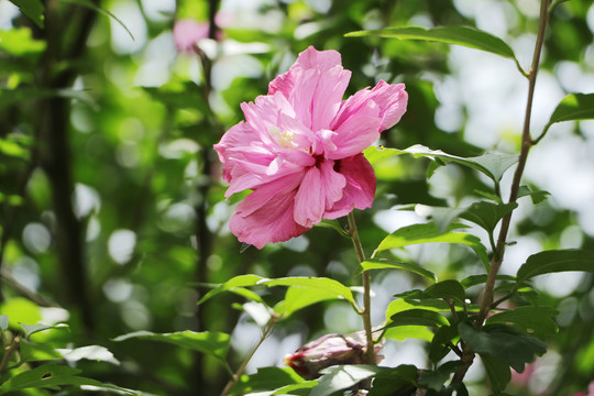 木槿花沙漠玫瑰