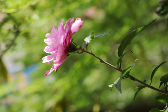 木槿花沙漠玫瑰