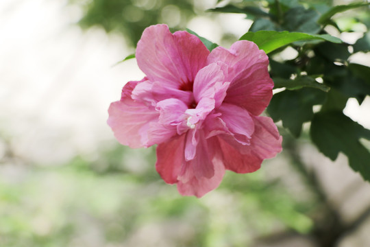 木槿花沙漠玫瑰