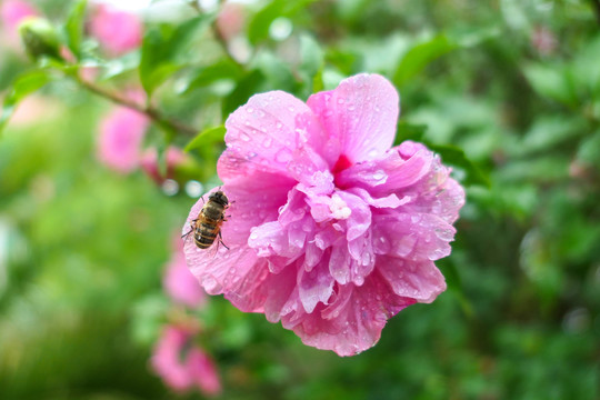 木槿花沙漠玫瑰